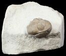 Enrolled Lochovella (Reedops) Trilobite - Oklahoma #42851-1